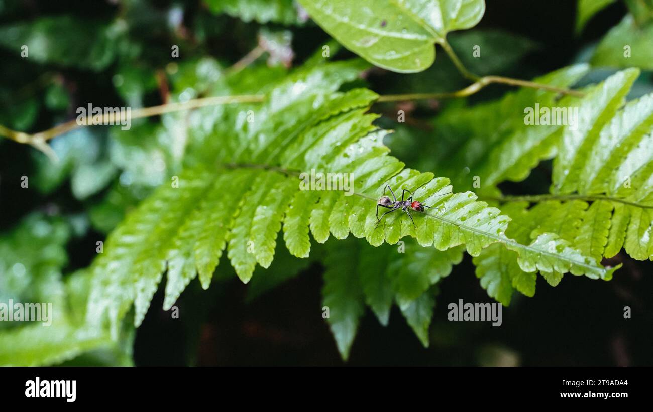 Captured in stunning macro detail, this photograph showcases a tiny ant perched delicately upon a vibrant green leaf. The intricate textures of both Stock Photo