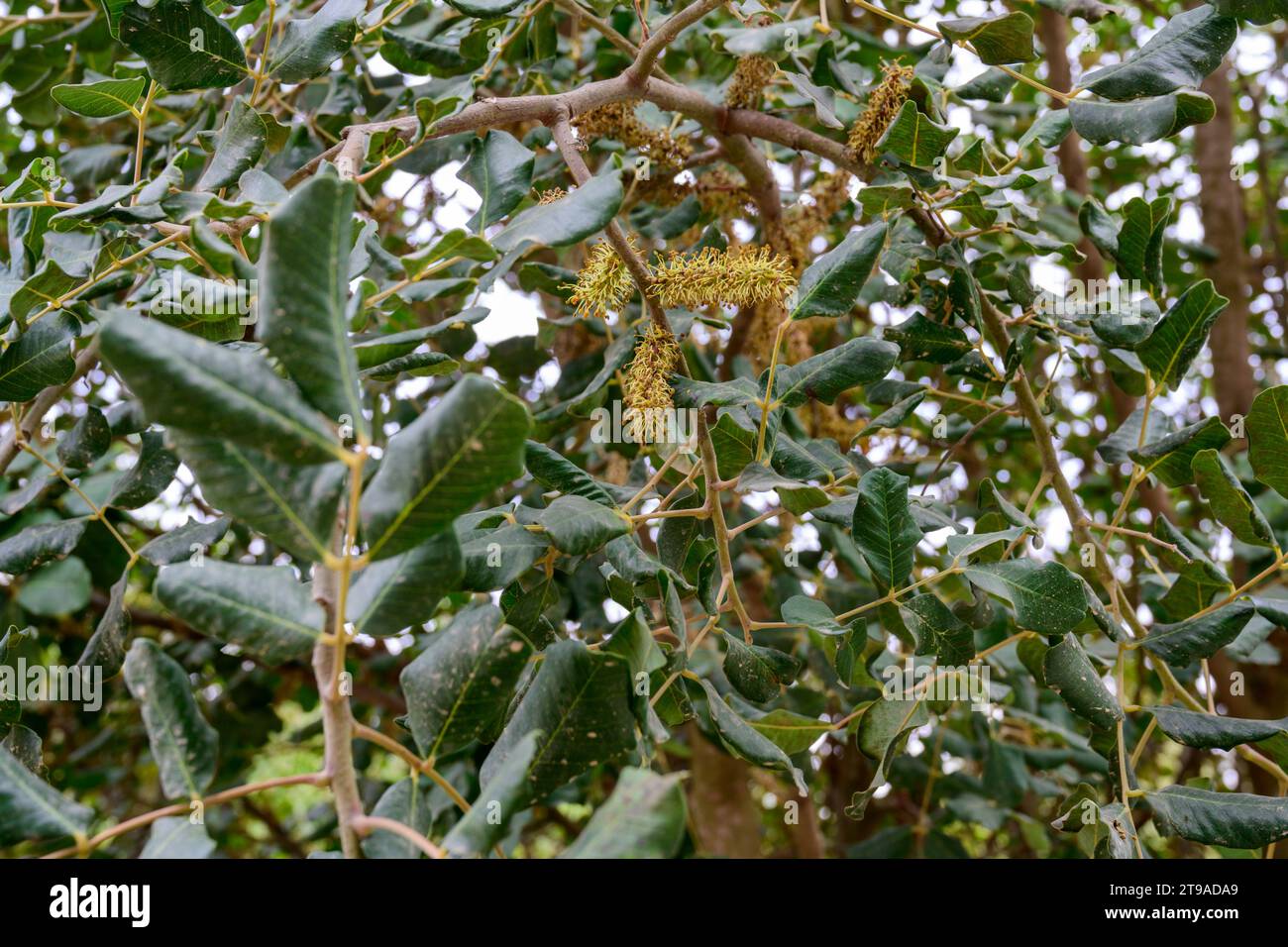 Close up of the male flowers of a Carob tree The carob (Ceratonia siliqua) is a flowering evergreen tree or shrub in the Caesalpinioideae sub-family o Stock Photo