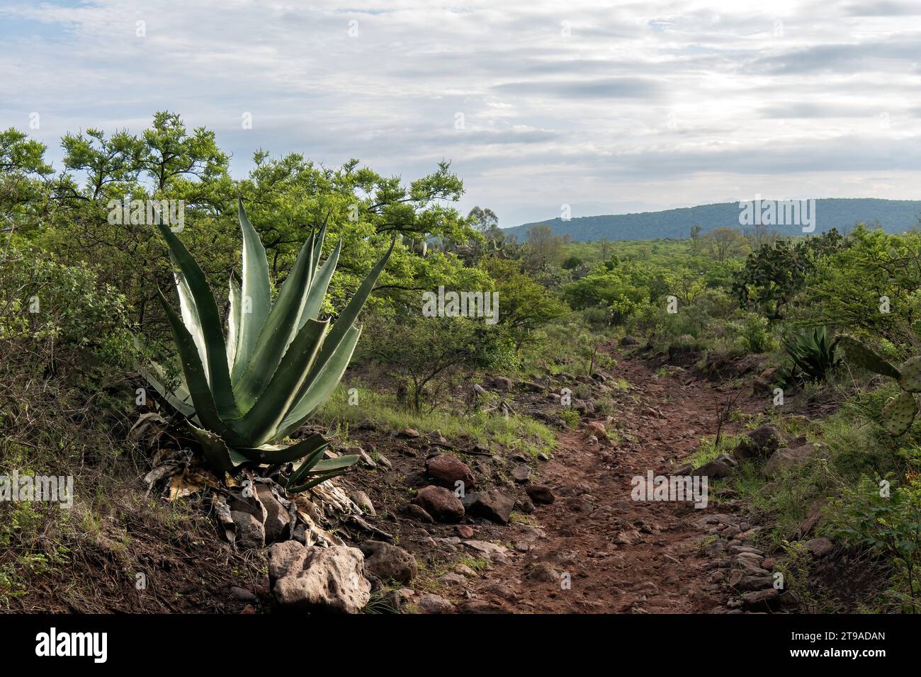 Explore the serene blend of Agave Salmiana amidst the natural landscape. From rugged mountains to open skies, discover the harmonious interplay of pla Stock Photo