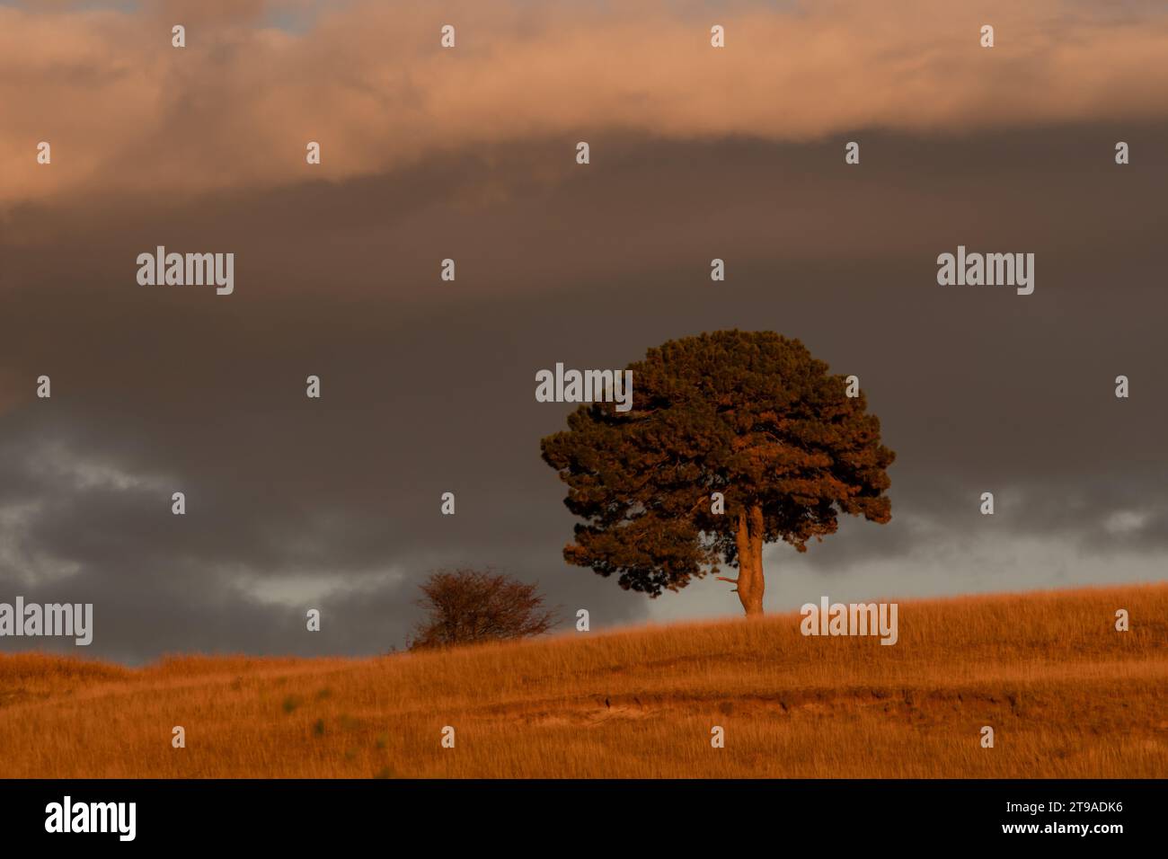 A solitary tree on a grassy hill at golden hour in Apuseni Mountains, Romania Stock Photo