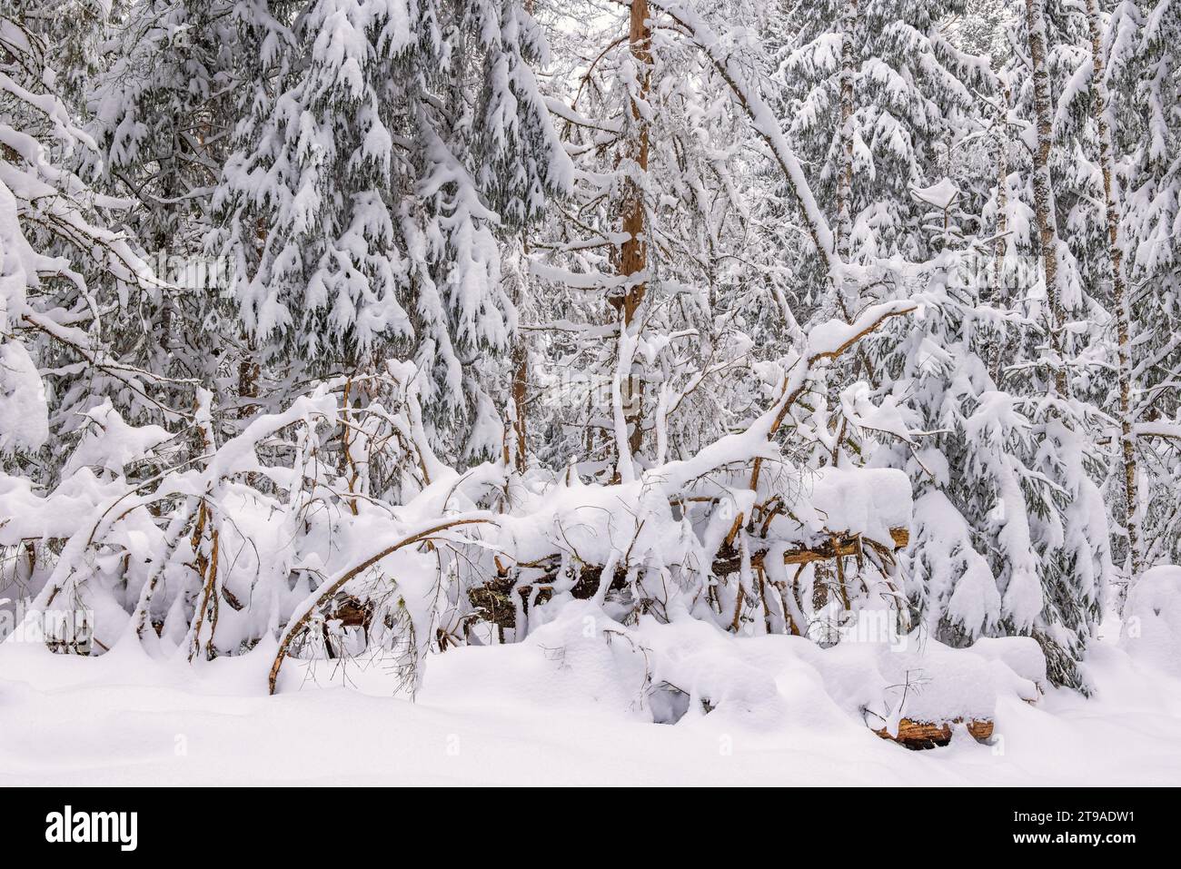 Fallen tree in an old growth forest with deep snow a cold winter Stock ...