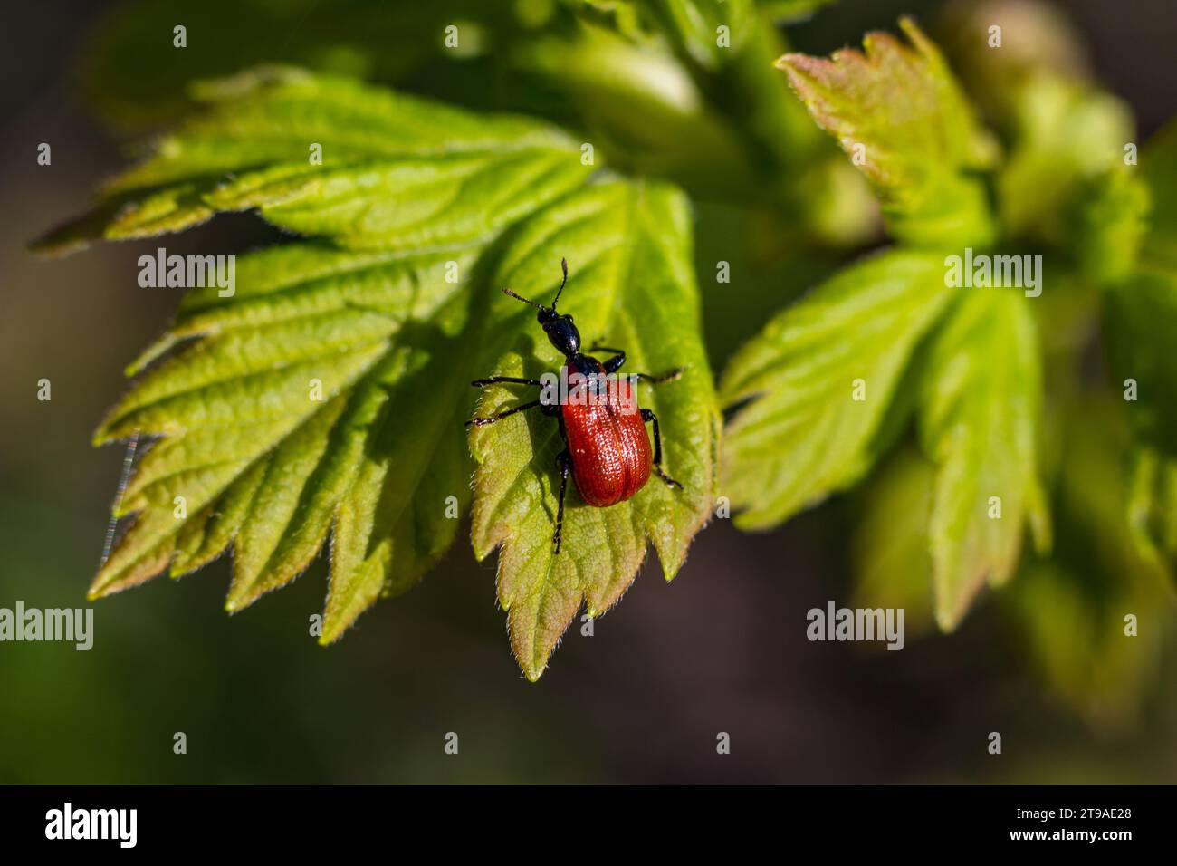 Red hazel-leaf roller weevil beetle sitting on a lush green leaf. Apoderus coryli Stock Photo