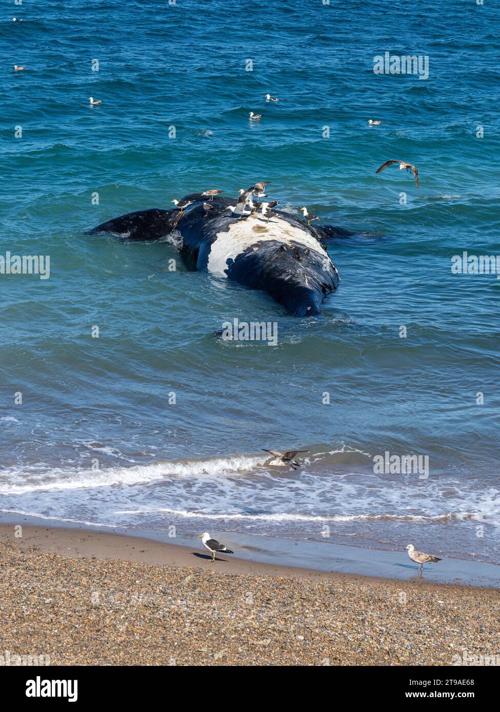 Southern right whale (Eubalaena australis) carcass, Playa Garipe, Peninsula Valdes, Chubut Province, Argentina Stock Photo