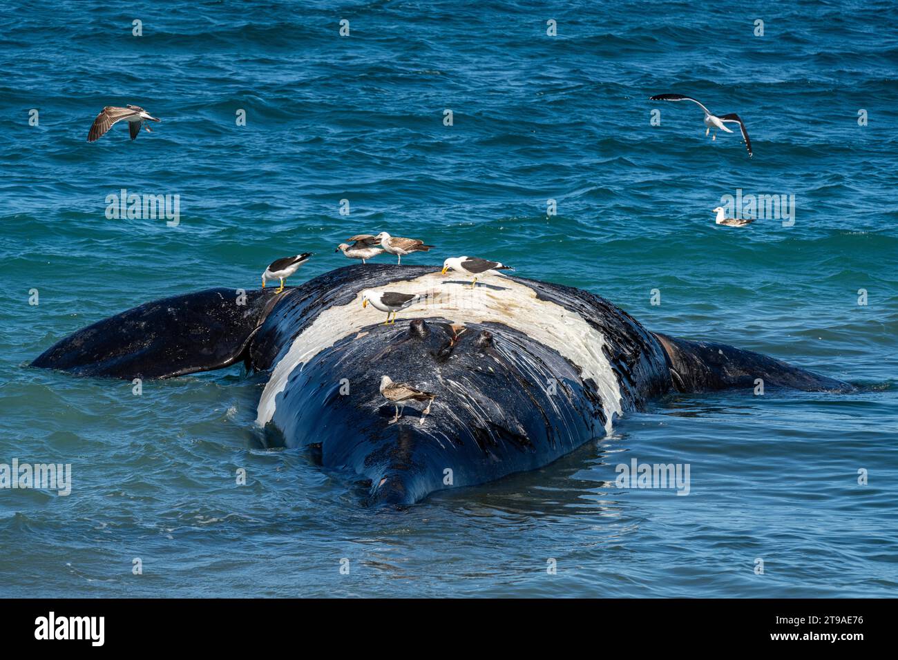 Southern right whale (Eubalaena australis) carcass, Playa Garipe, Peninsula Valdes, Chubut Province, Argentina Stock Photo