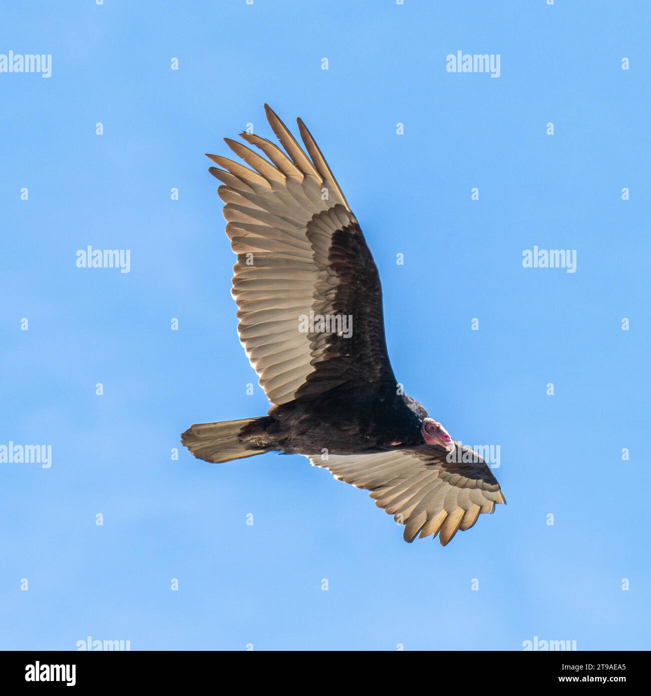 Turkey vulture (Cathartes aura), punta Valdes, Peninsula Valdes, Chubut Province, Argentina Stock Photo