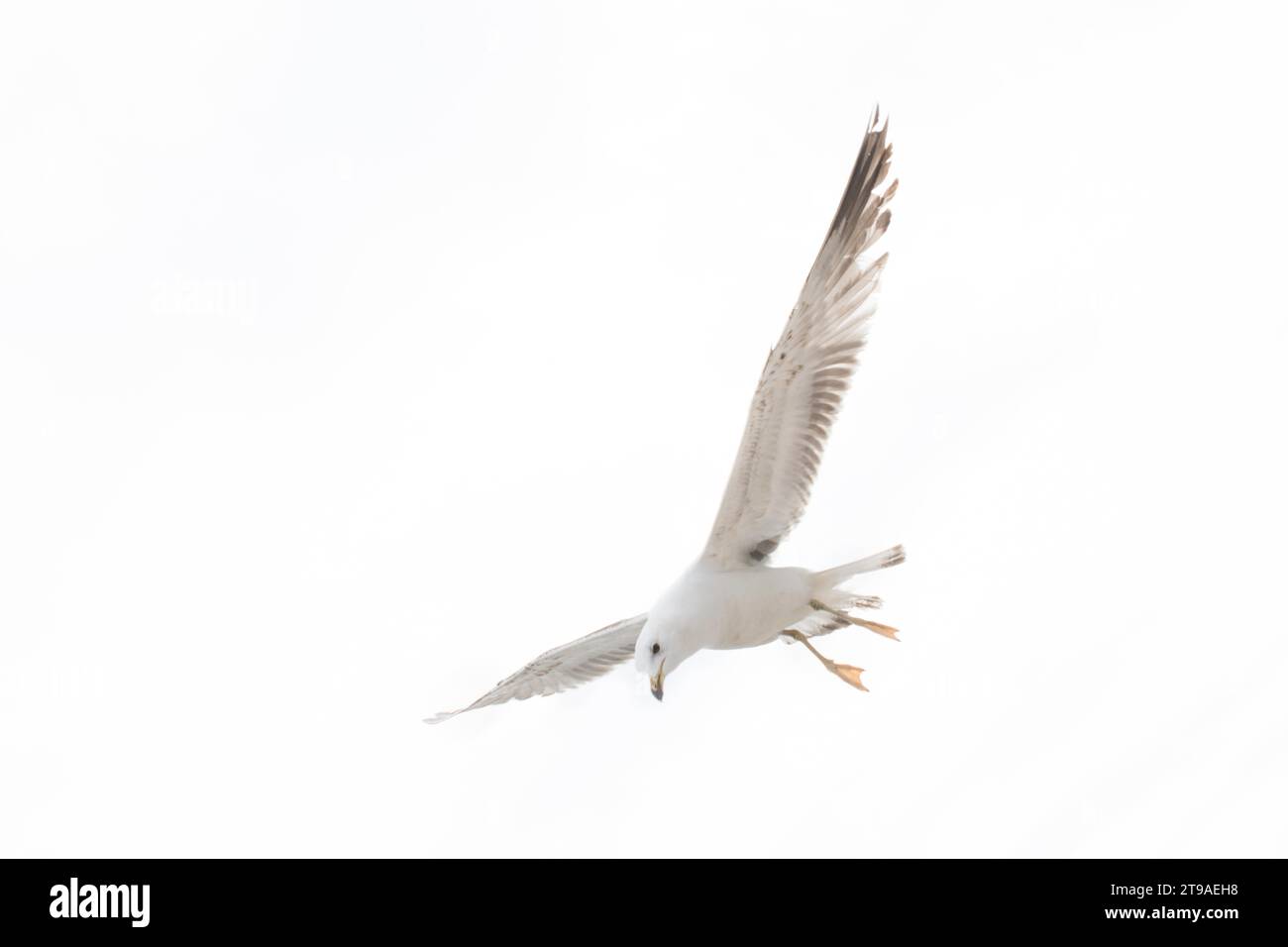 White Seagull on a white background Stock Photo