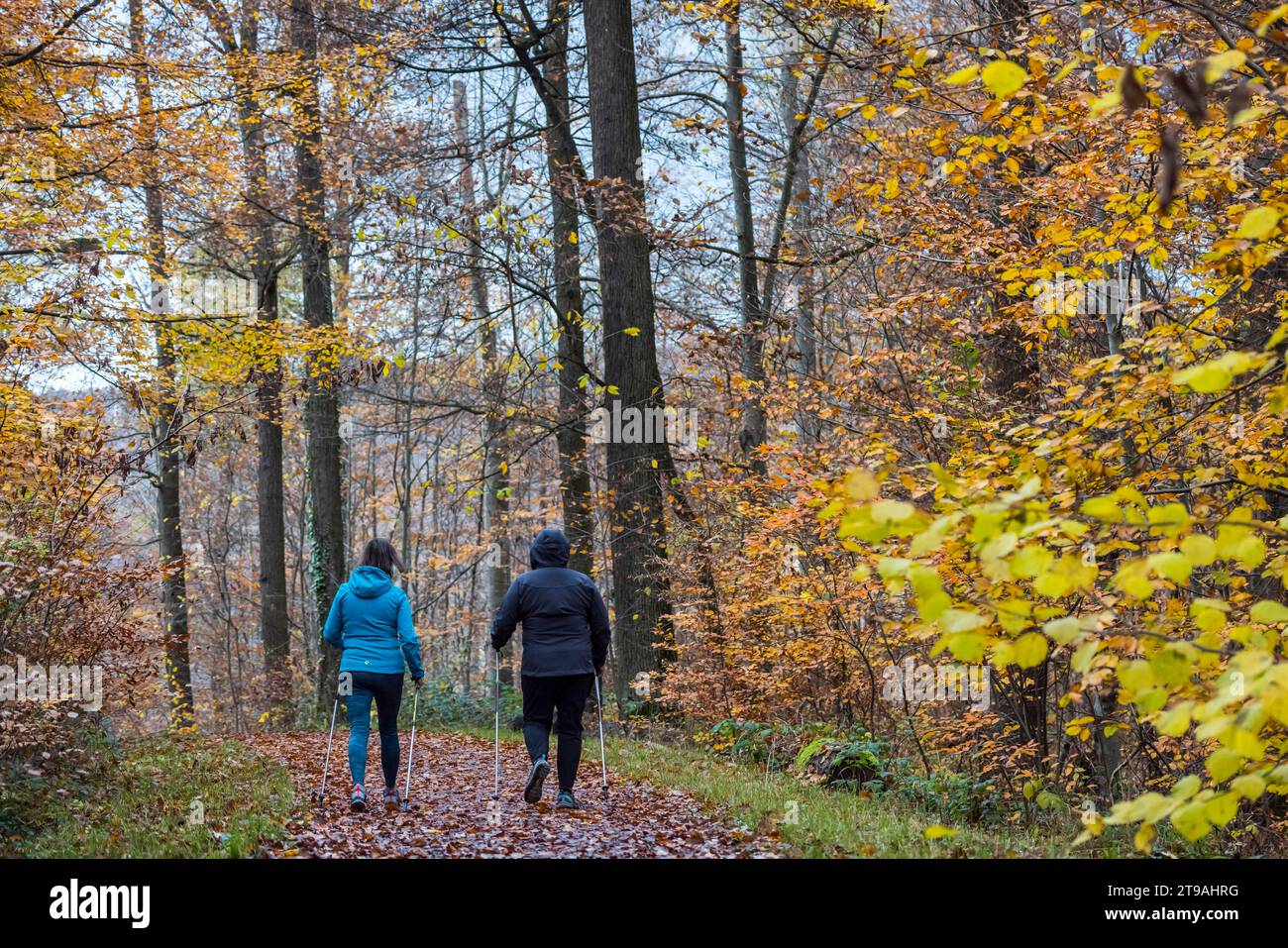 Two woman Nordic walking in the forest, deciduous trees with colourful ...