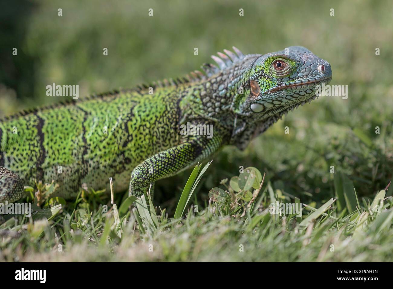 Close up of an Iguana, on a patch of grass. Focus on the eye. Stock Photo
