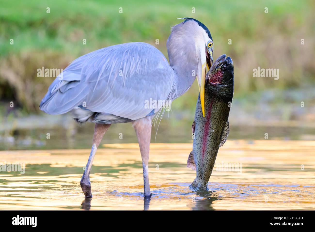 Blue heron catches a rainbow trout half it's size CALIFORNIA DRAMATIC