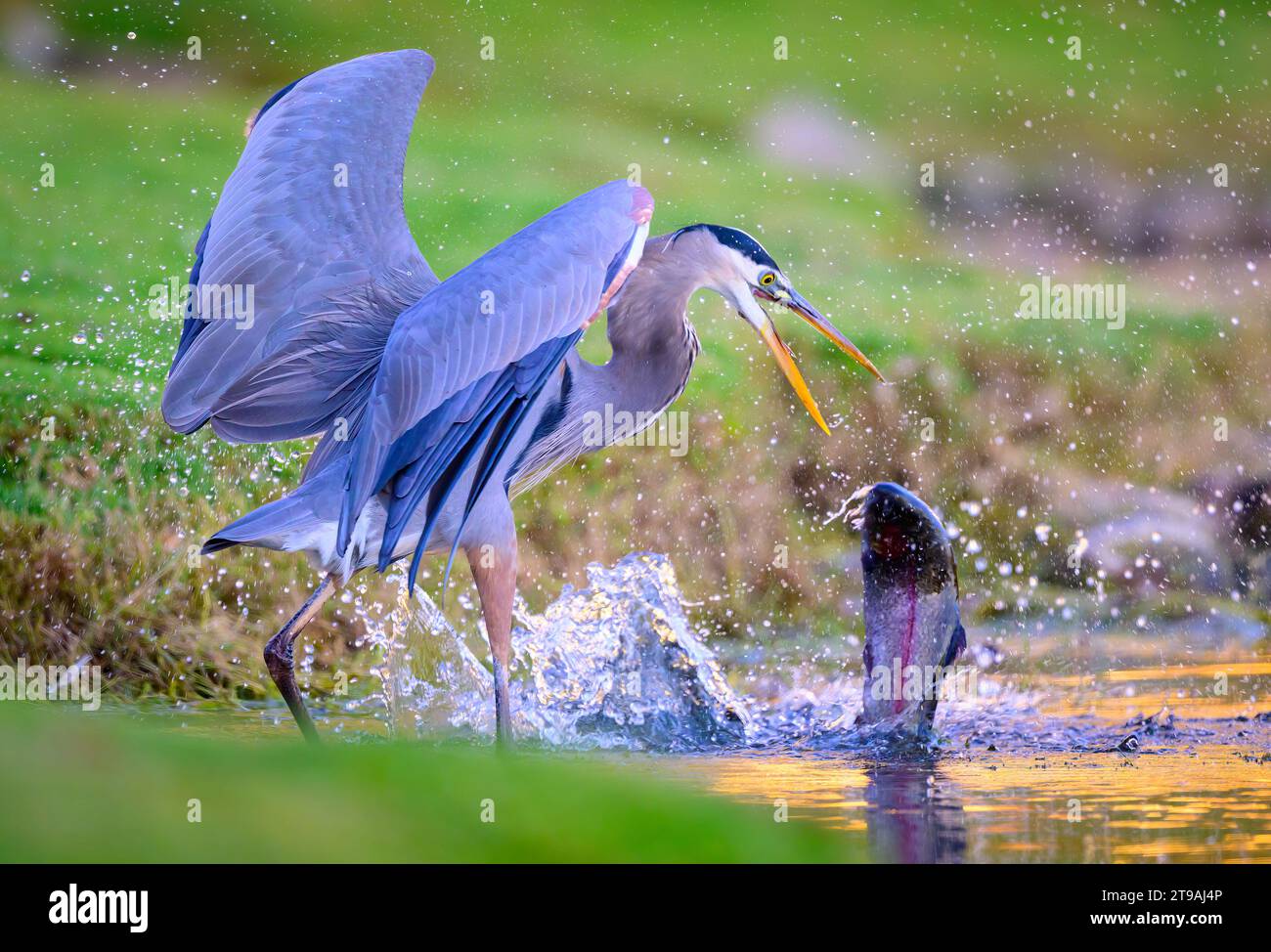 Blue heron not able to eat such a big trout CALIFORNIA DRAMATIC images ...