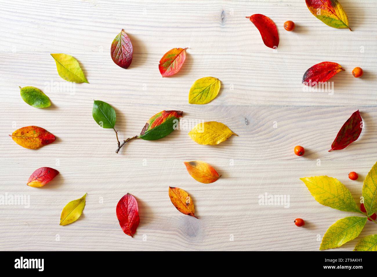 Clock made of colorful leaves, autumn start, summer time change concept Stock Photo