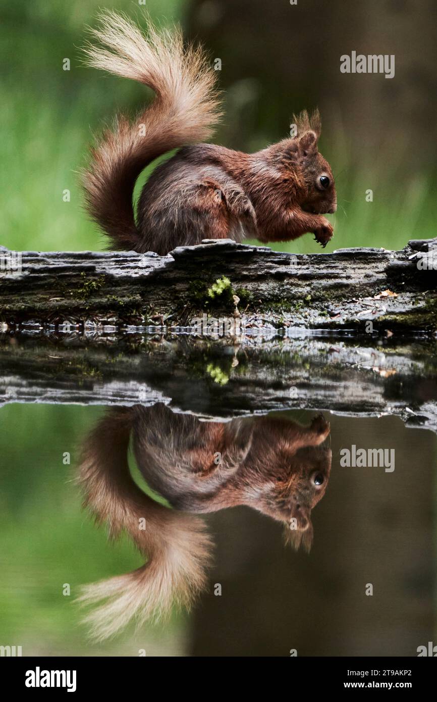Red squirrel reflected in water YORKSHIRE A CUTE squirrel was caught ...