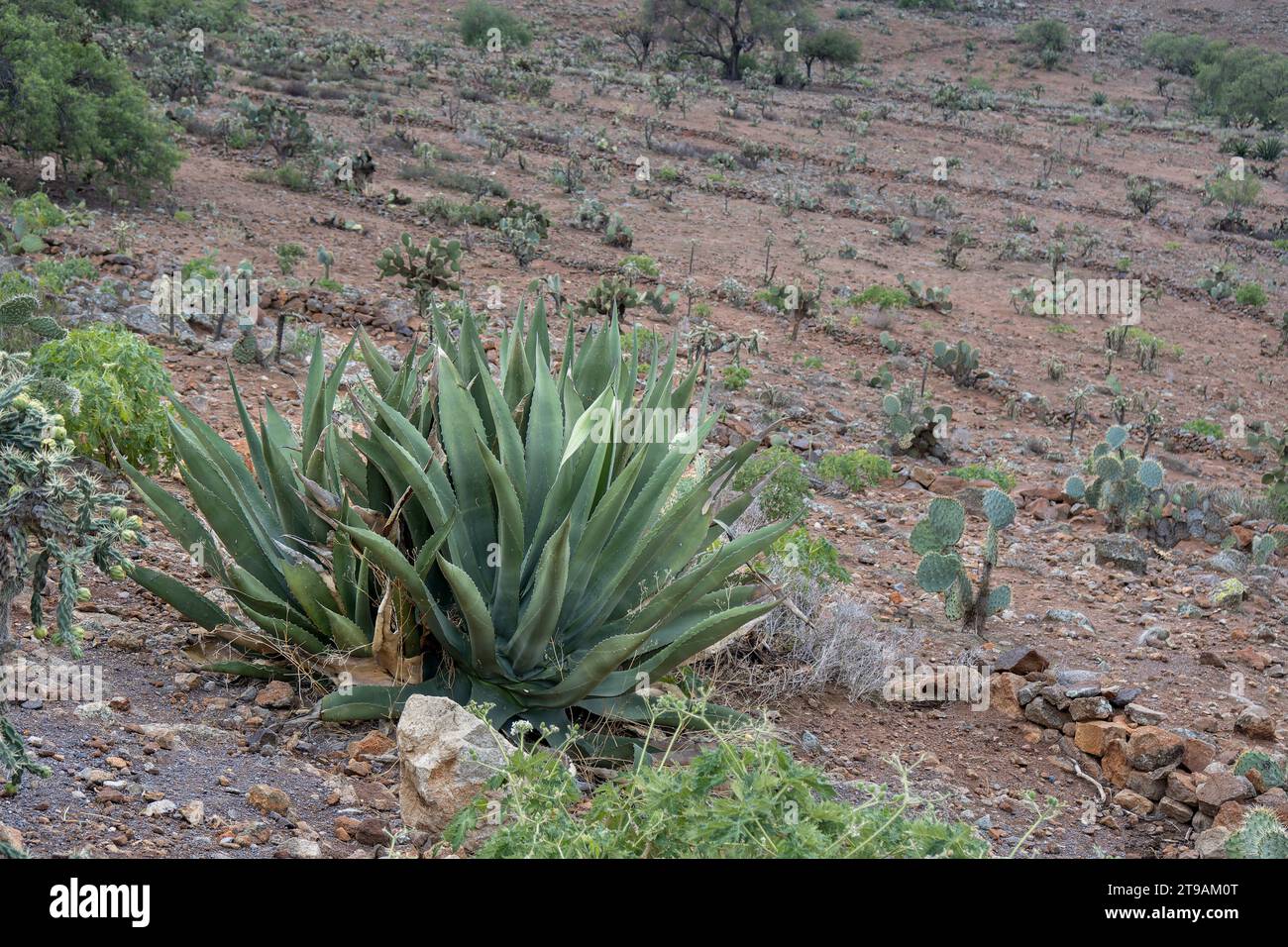 A Mexican landscape with Agave salmiana and rocky soil Stock Photo