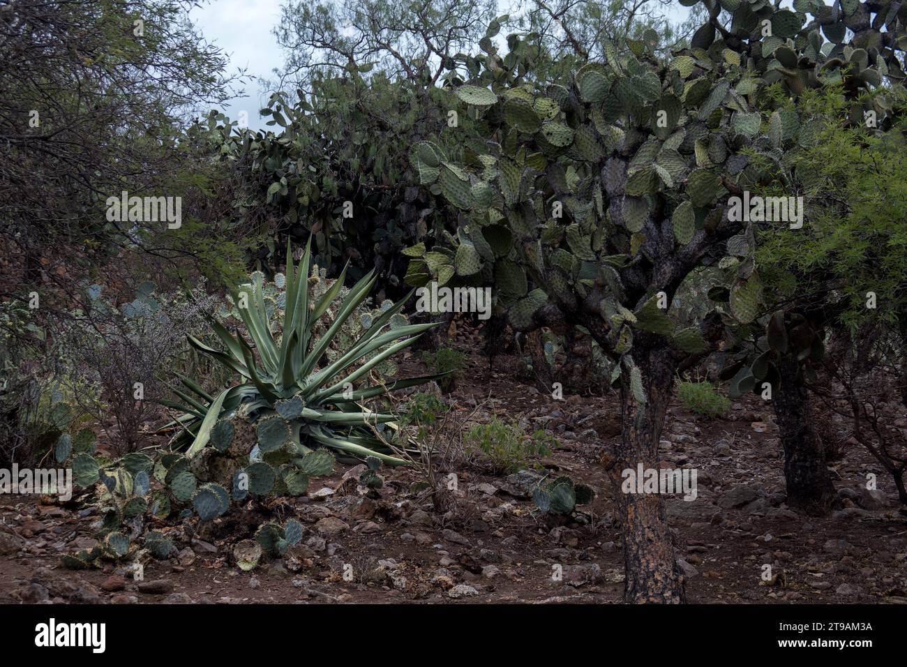 A Mexican landscape with Opuntia leucotricha, Agave salmiana and rocky ground Stock Photo
