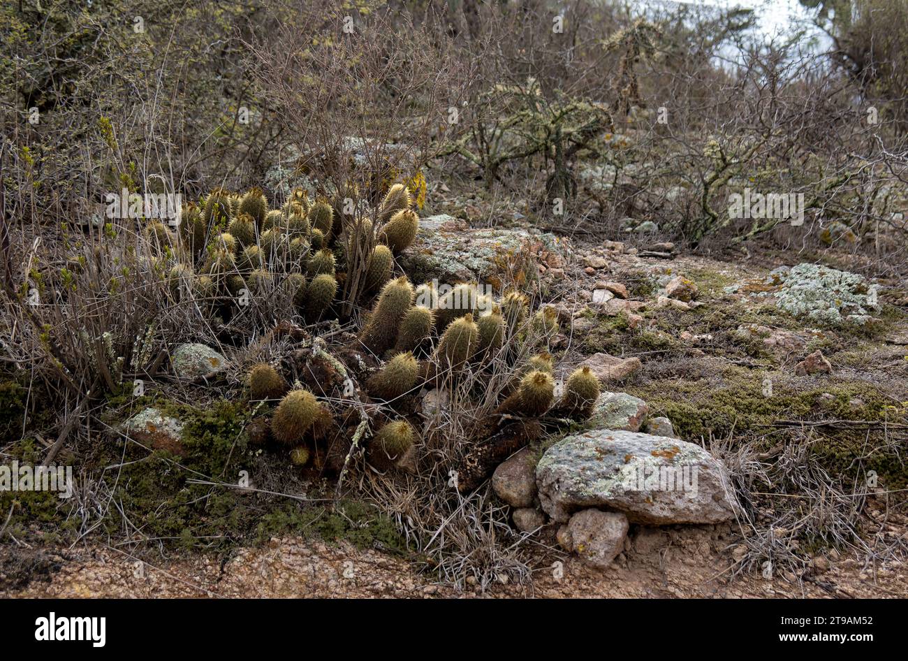 A Mexican landscape with Mammillaria elongata Cactaceae and rocky soil Stock Photo