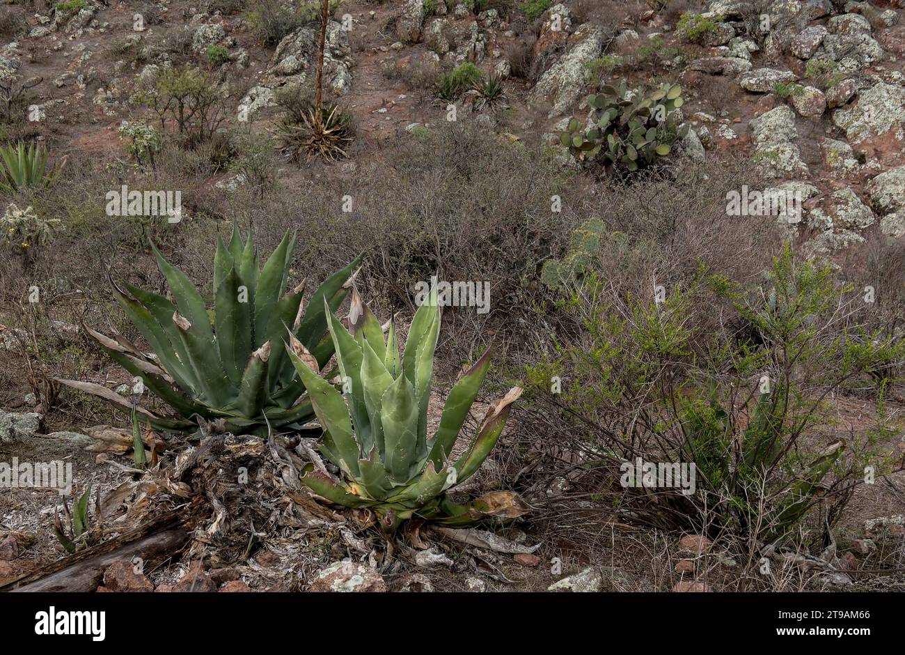 A Mexican landscape with Agave salmiana, rocks and bushes Stock Photo