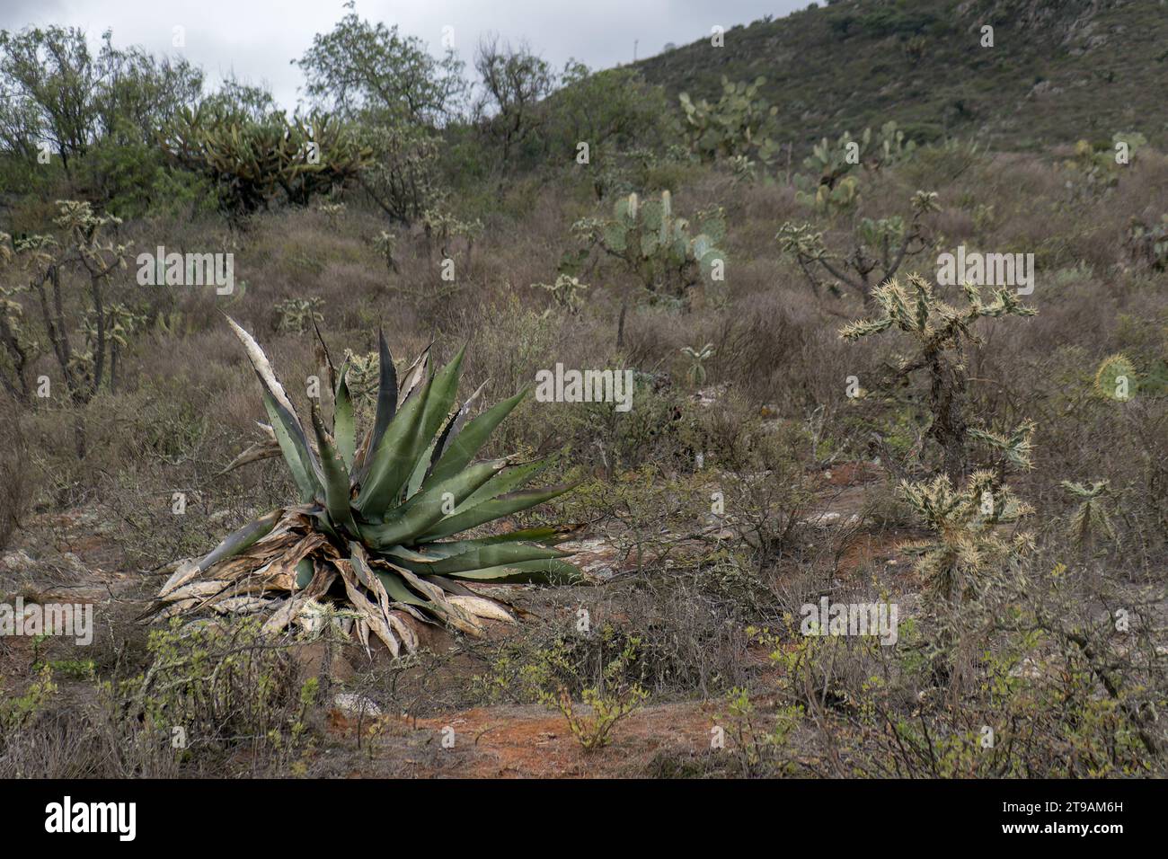 A Mexican landscape with Agave salmiana, bushes and space for text on the right Stock Photo