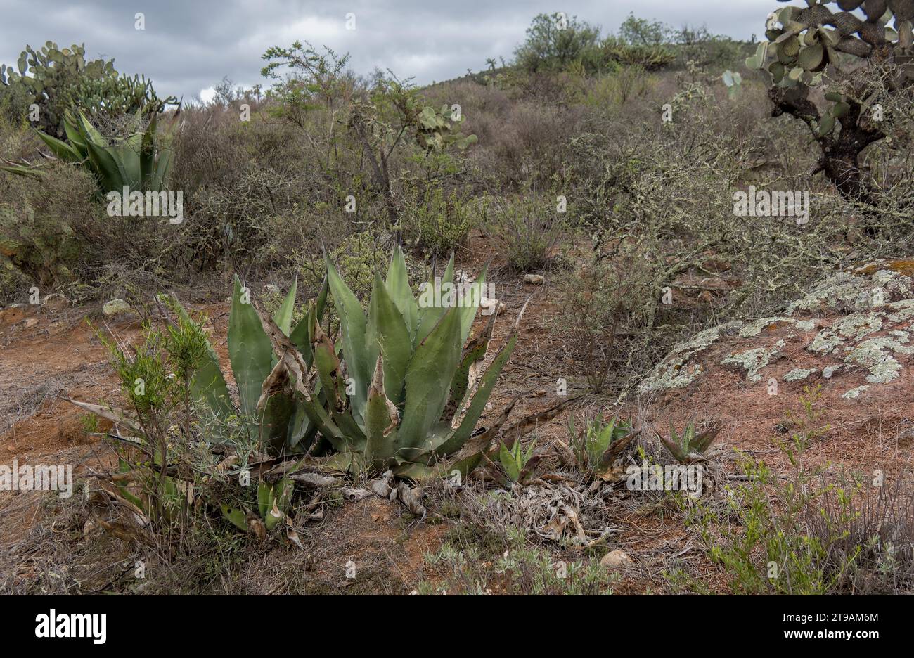 A Mexican landscape with Agave salmiana and space for text on the right Stock Photo
