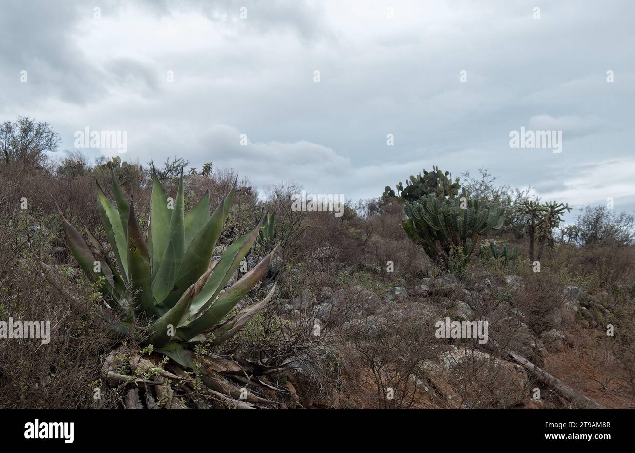 A Mexican landscape with Agave salmiana, Myrtillocactus geometrizans Cactaceae and shrubs Stock Photo