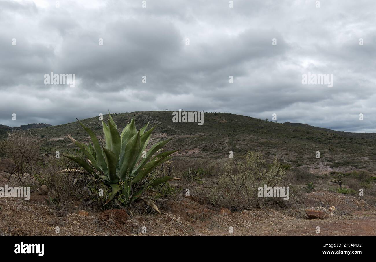 A Mexican landscape with Agave salmiana, mountains and cloudy sky with space for text on the right Stock Photo