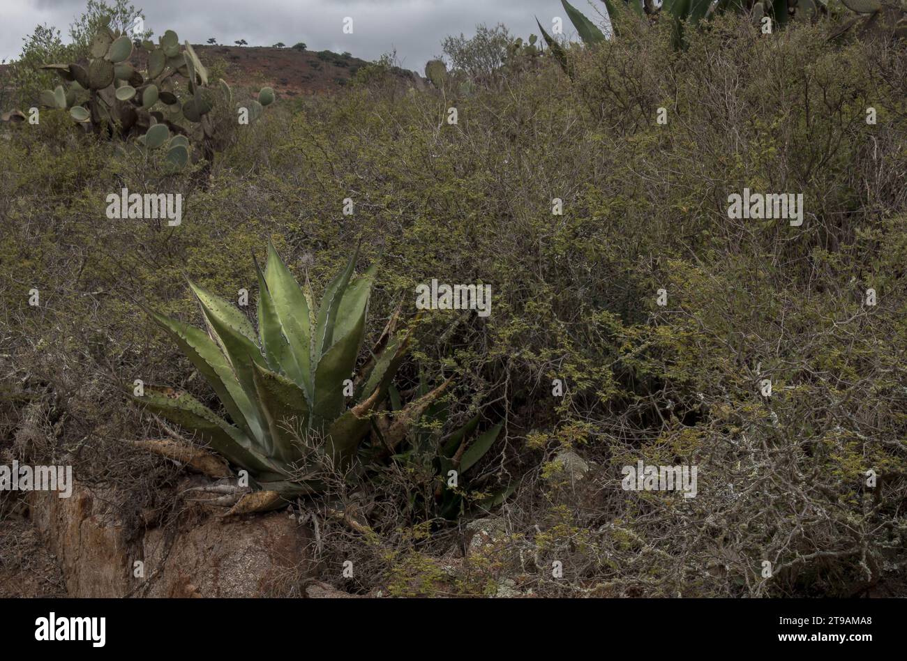 A Mexican landscape with Agave salmiana and space for text on the right Stock Photo