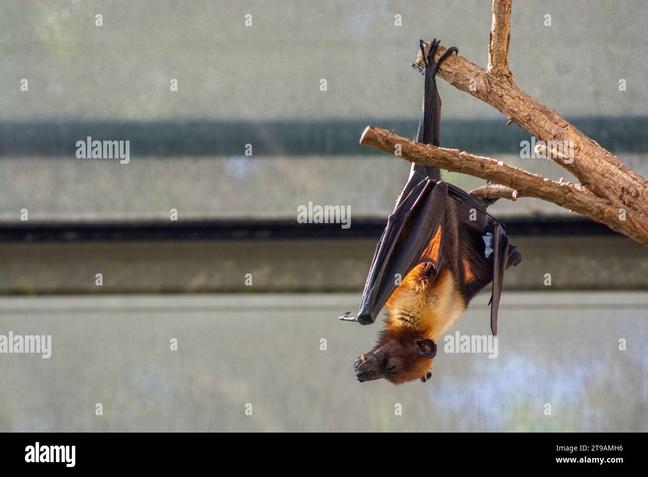 Sleeping bat on a tree. Brown short-eared bat in Wilhelma Zoo in Southern Germany, Stuttgart Stock Photo