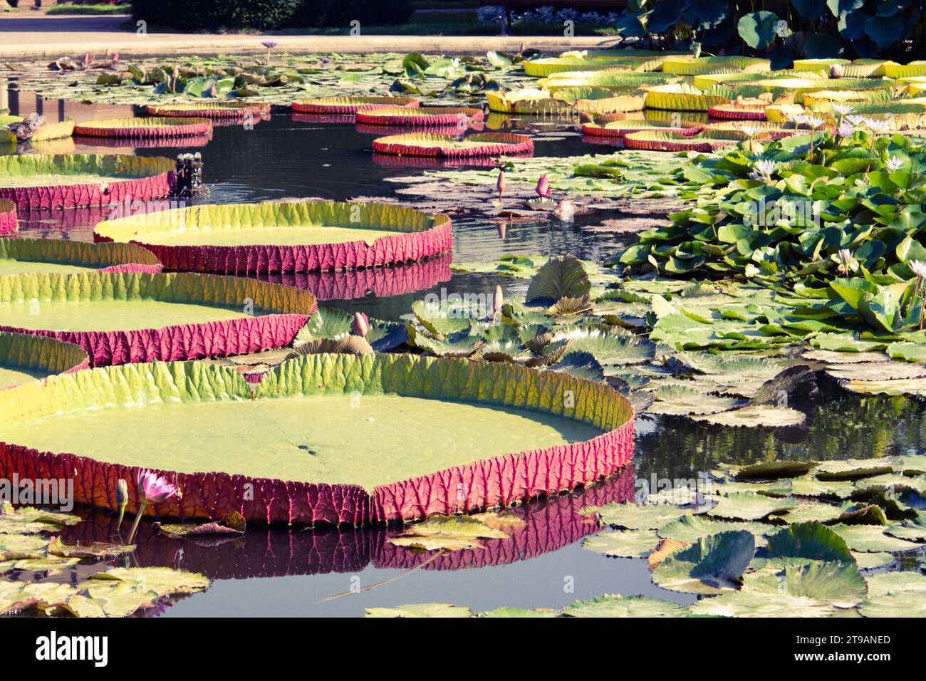 Giant Water Lily Pad of Victoria Amazonica in the Pond of Wilhelma, a ...