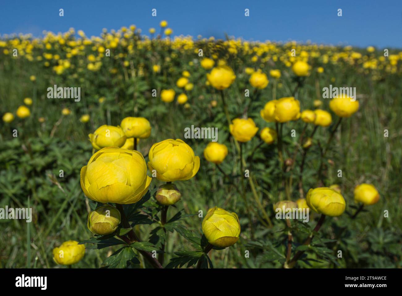 Field of Globeflowers Trollius europaeus, blooming in early morning sun, Upper Teesdale, North Pennines, Co Durham, May Stock Photo