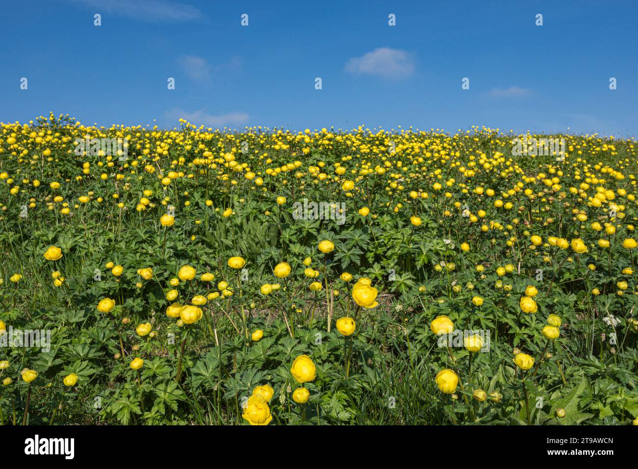 Striking golden yellow of Globeflowers Trollius europaeus, blooming in a field in Upper Teesdale, North Pennines, Co Durham, May Stock Photo