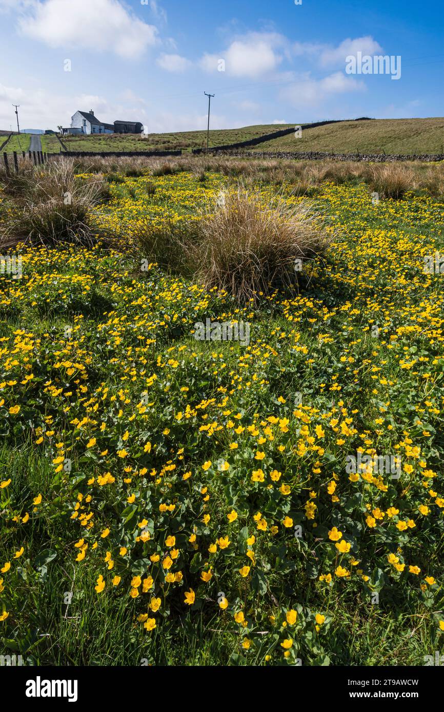 Marsh marigolds Caltha palustris, vivid golden yellow flowers blooming in a meadow in Upper Teesdale, North Pennines, Co Durham, May Stock Photo
