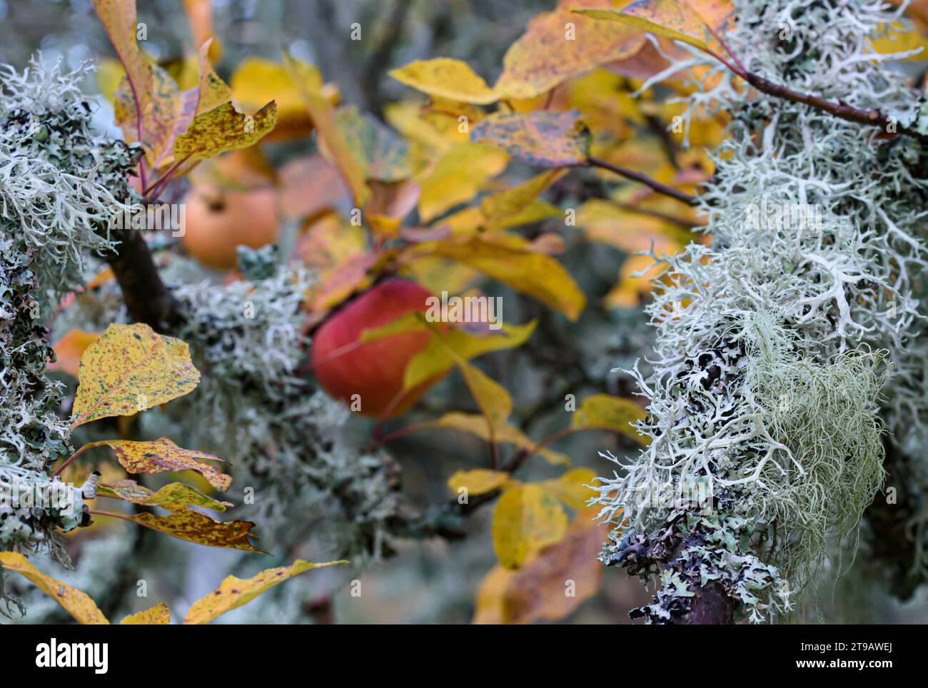 Red apples & autumn leaves are a backdrop for lichen growing along the tree branches, Cairngorms National park, October, Stock Photo