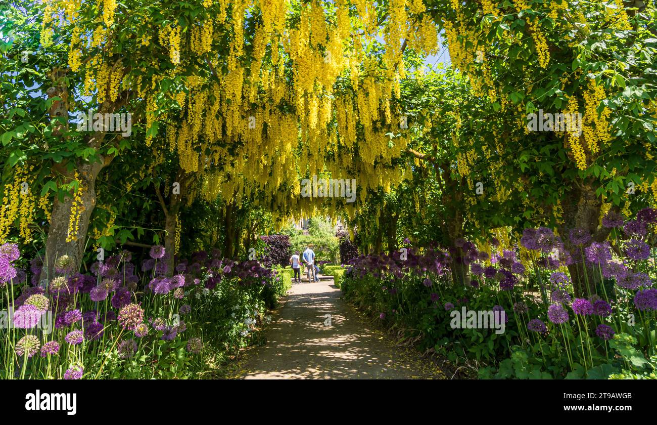 Golden Laburnum flowers hang from an arch in contrast to the purple Aliums flowering beneath Stock Photo