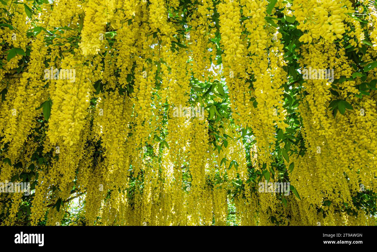 Close up of Golden Laburnum flowers hanging from an arch over a pathway Stock Photo
