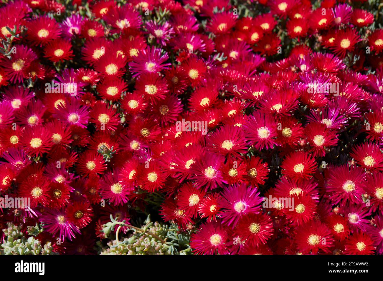 Lampranthus plants and red flowers texture background in spring, sunlight Stock Photo
