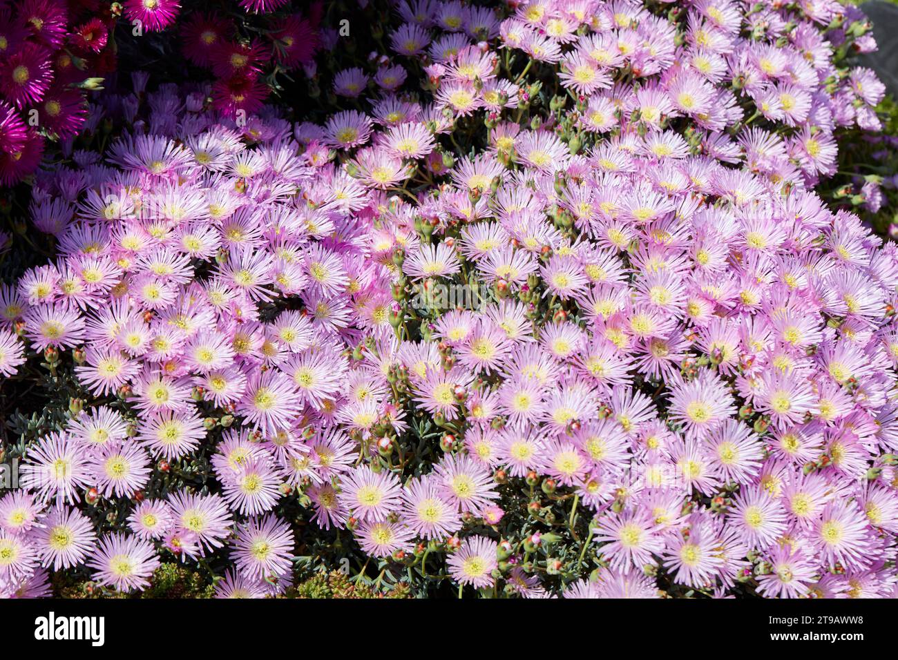 Lampranthus plants and pink flowers texture background in spring, sunlight Stock Photo