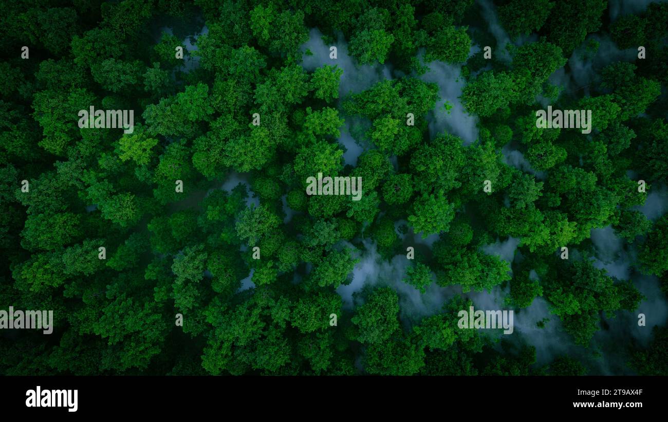 3d rendering misty forest hi-res stock photography and images - Alamy