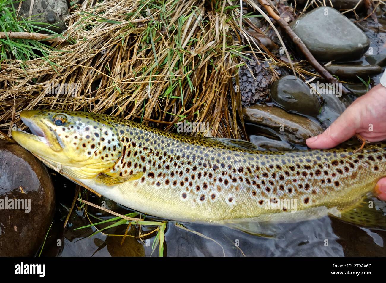 Brown trout skin close up hi-res stock photography and images - Alamy