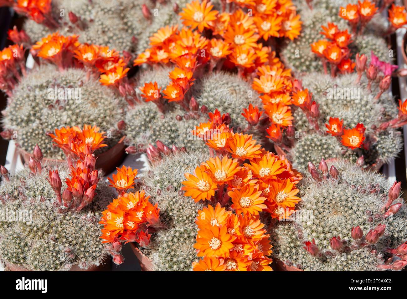 Rebutia flavistyla, cactus plants with orange flowers texture background in sunlight Stock Photo