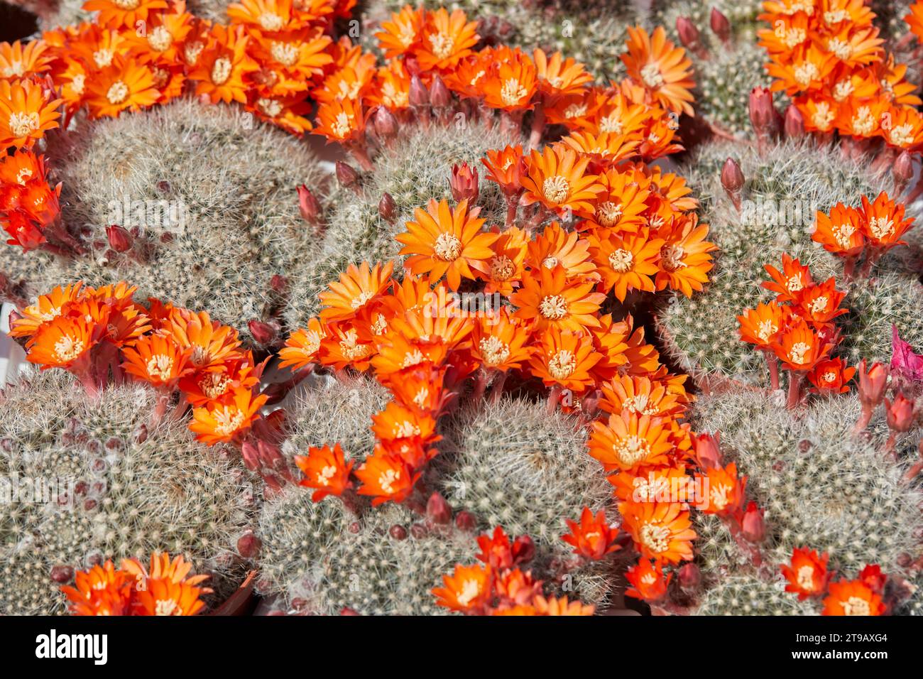Rebutia flavistyla, cactus plants with orange flowers texture background in sunlight Stock Photo