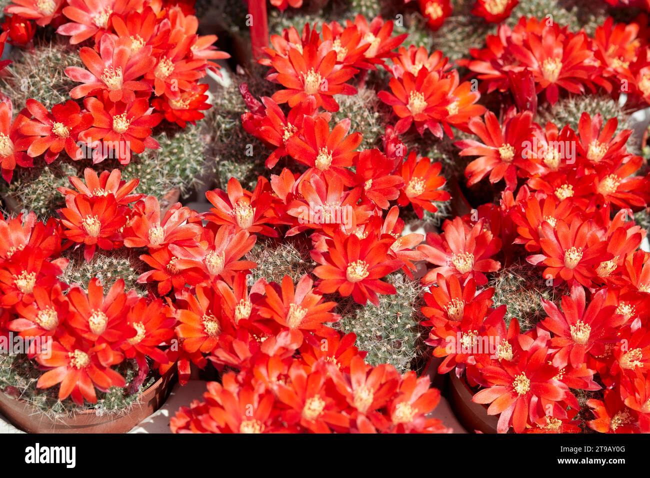 Rebutia flavistyla, cactus plants with red flowers texture background in sunlight Stock Photo