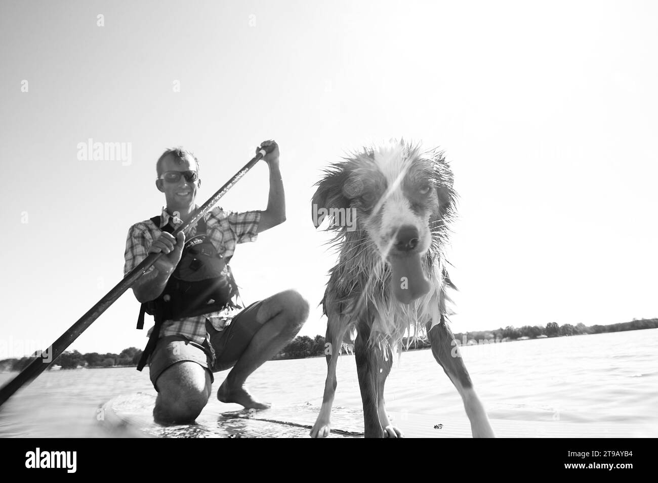 Black and white low angle perspective of a man stand up paddleboarding (SUP) with his wet and funny looking dog against a blown out sky. Stock Photo