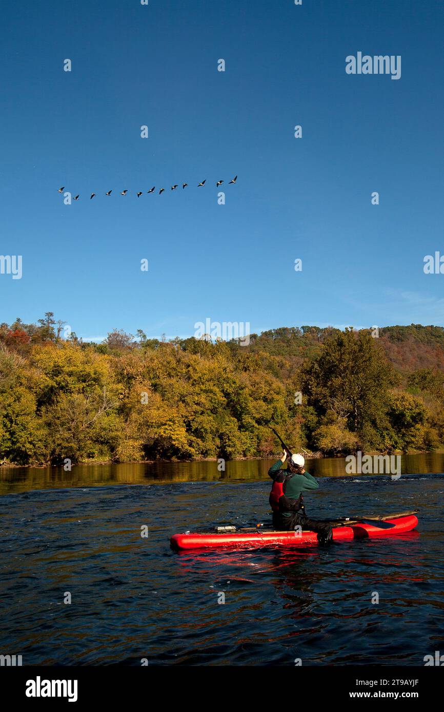 One man / hunter on a stand-up paddle board shooting ducks with a rifle in morning light. Stock Photo