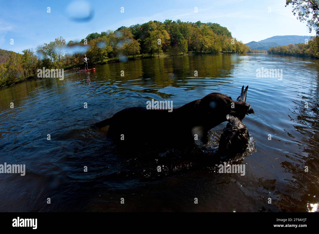 Dog fetching a dead duck from a river with a stand-up paddle boarder in the background. Stock Photo