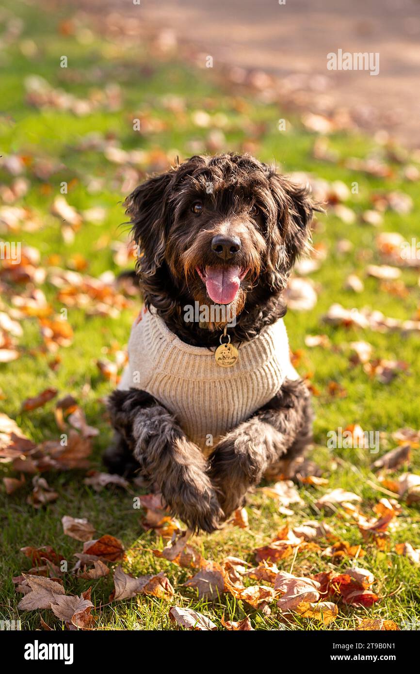 black labradoodle in a sweater running through leaves Stock Photo