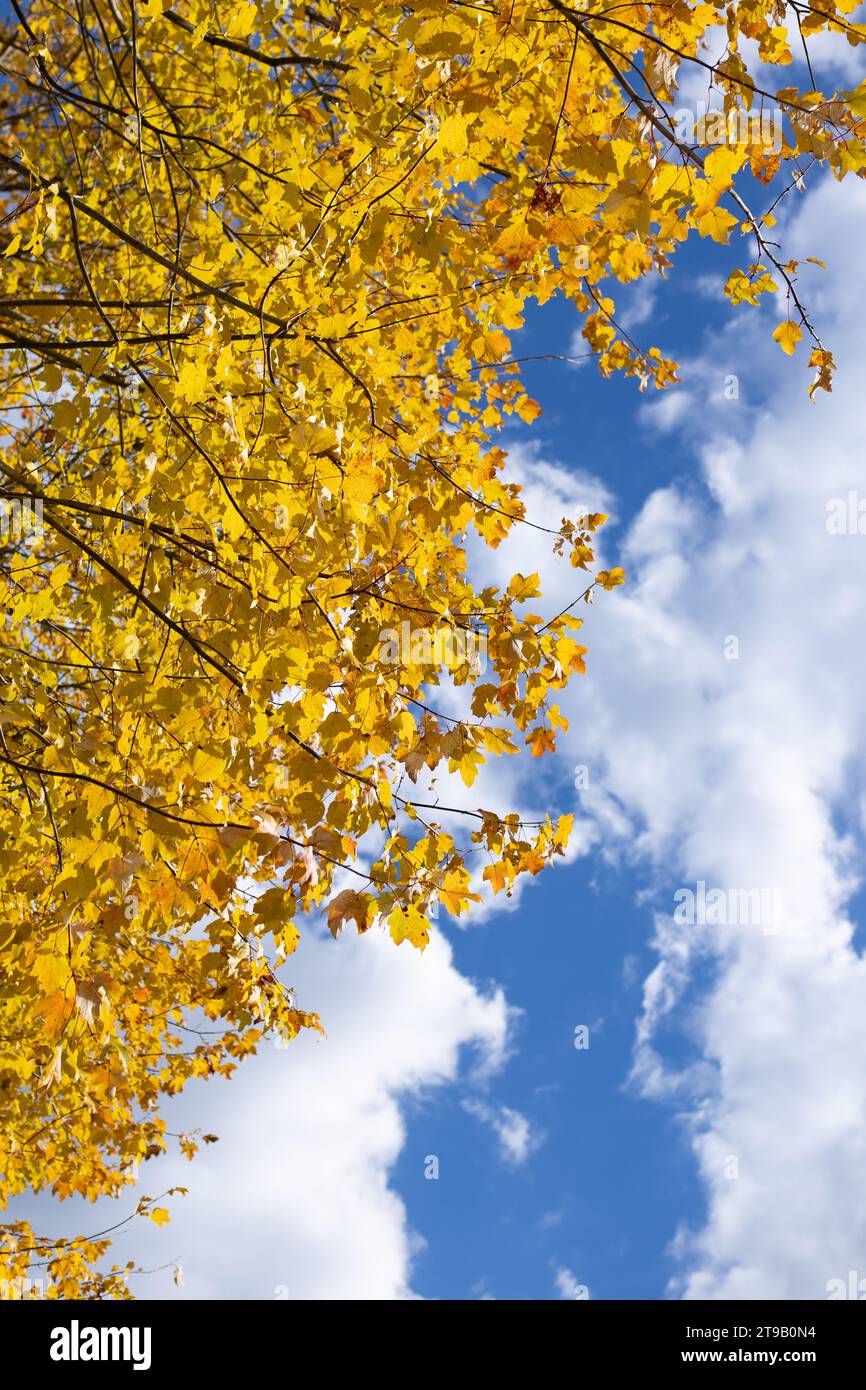 yellow leaves of a maple tree and blue sky Stock Photo - Alamy