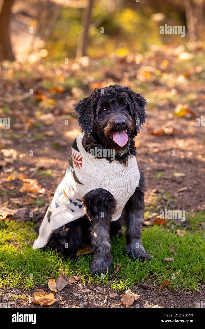 black labradoodle sitting in a sweater with a fall background Stock Photo