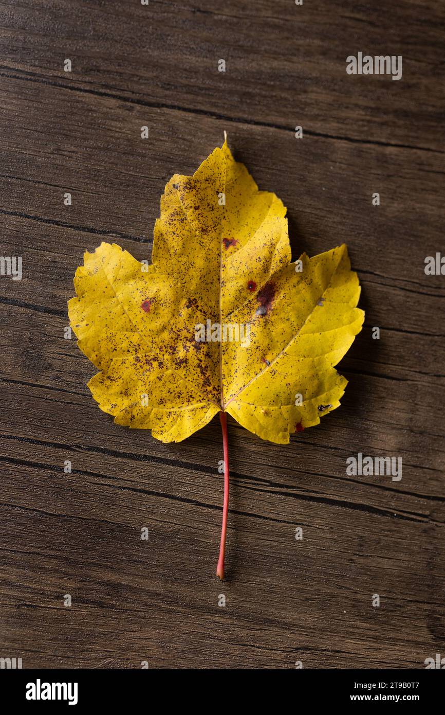 isolated yellow maple leaf against wood background Stock Photo