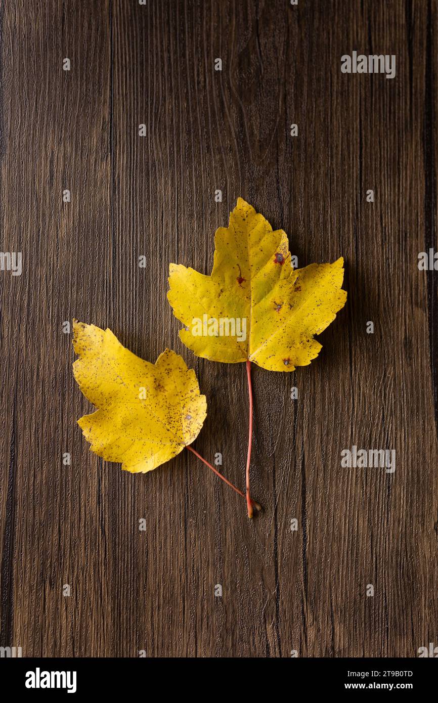 Two yellow leaves hi-res stock photography and images - Alamy