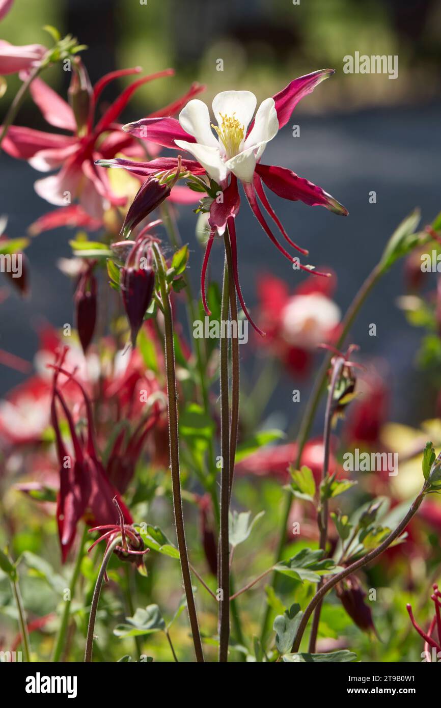 Columbine, Aquilegia red and white flowers in spring, sunlight Stock Photo