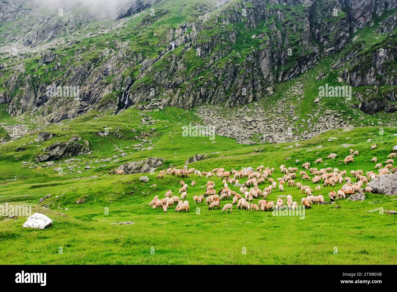 sheep herd on the grassy alpine meadow with rocks and boulders. cloudy weather in summer. fagaras mountains, romania Stock Photo